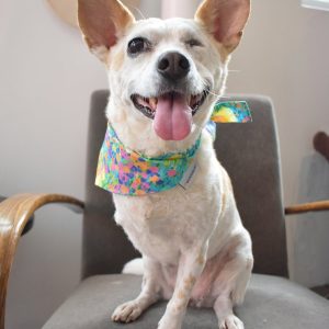 FLORAL BANDANA - Meadow, M
