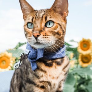 CLASSIC BANDANA - Petite Polkadot, XS