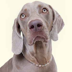 Customizable Freshwater pearl dog necklace - 12'